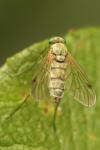 Chrysopilus asiliformis