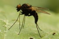 Chrysopilus cristatus