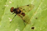 Chrysopilus cristatus