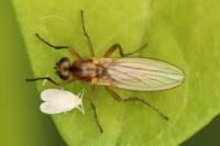 Lonchoptera