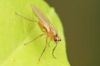 Lonchoptera