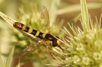 Sphaerophoria scripta