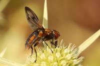 Ectophasia crassipennis
