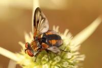 Ectophasia crassipennis