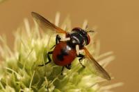 Gymnosoma