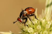 Gymnosoma