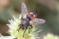 Peleteria rubescens