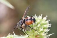Peleteria rubescens