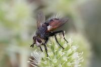 Peleteria rubescens