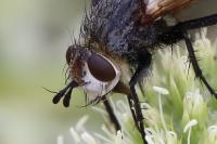 Peleteria rubescens