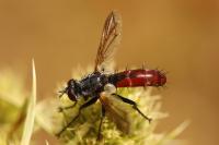 Cylindromyia bicolor