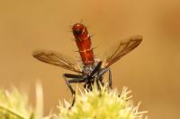 Cylindromyia bicolor
