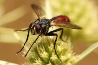 Cylindromyia bicolor