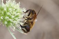 Eristalis tenax