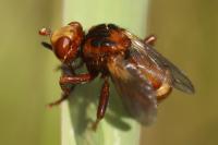 Sicus ferrugineus