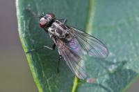 Limnophora tigrina