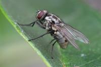 Limnophora tigrina