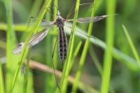Tipula lateralis