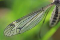 Tipula lateralis