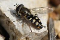 Eupeodes luniger