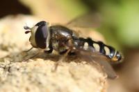 Eupeodes luniger