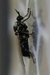 Scatopse notata