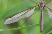 Tipula paludosa