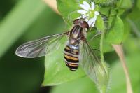 Episyrphus balteatus