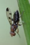 Geomyza tripunctata