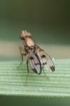 Geomyza tripunctata