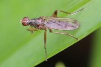 Norellia spinipes