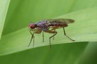 Norellia spinipes
