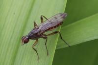 Norellia spinipes