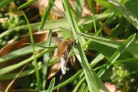 Bombylius major