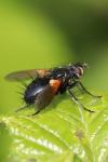 Zophomyia temula