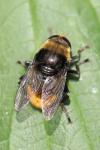Merodon equestris