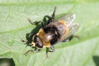 Merodon equestris