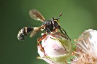 Physocephala rufipes