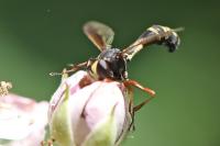 Physocephala rufipes