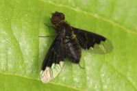 Hemipenthes morio
