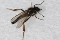 Bibio lanigerus