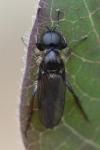 Bibio lanigerus
