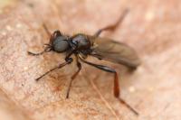 Bibio lanigerus