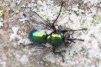 Gymnocheta viridis