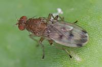 Suillia variegata