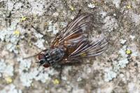 Phaonia