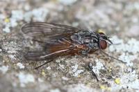 Phaonia