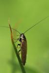 Ectobius lapponicus