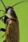 Ectobius lapponicus