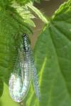 Chrysopa perla